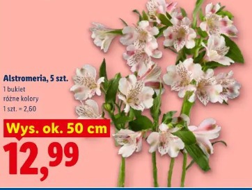 Alstroemeria
