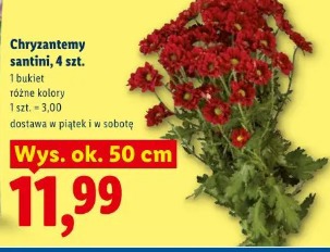 Chryzantemy santini, 4 szt.