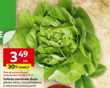 Sałata masłowa duża