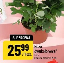 Róża dwukolorowa