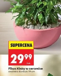 Fikus Kinky w ceramice