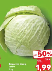Kapusta biała
