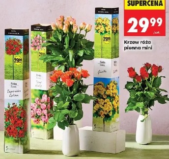 Krzew róża pienna mini