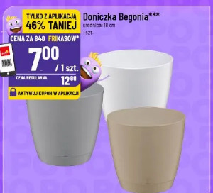 Doniczka Begonia