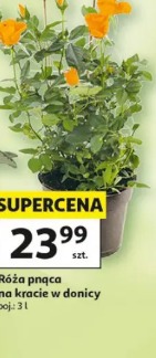 Róża pnąca na kracie w donicy