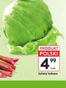 Sałata lodowa