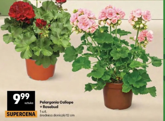 Pelargonia Caliope + Rosebud