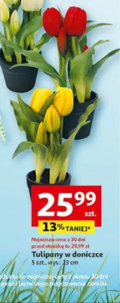 Tulipany w doniczce