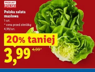 Polska sałata masłowa
