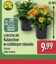 Gardenline Kalanchoe w ozdobnym rękawie