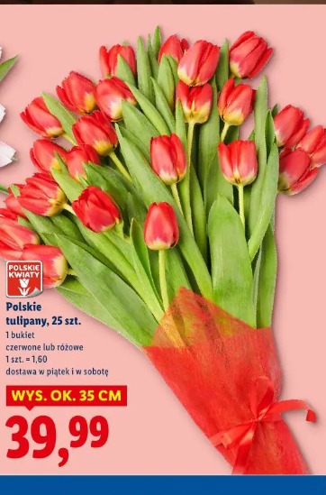 Polskie tulipany, 25 szt.