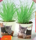 Cyperus Zumula (kocia trawa)