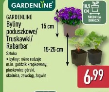 Gardenline Byliny poduszkowe/Truskawki/Rabarbar