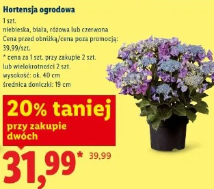 Hortensja ogrodowa