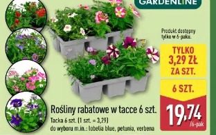 Gardenline Rośliny rabatowe w tace 6 szt.