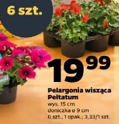 Pelargonia wisząca Peltatum