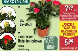 Gardenline Róża doniczkowa