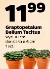Graptopetalum Bellum Tacitus