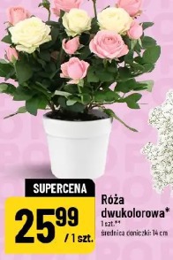 Róża dwukolorowa