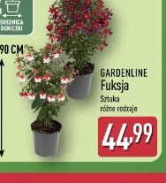 Gardenline Fuksja