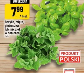 Bazylia, mięta, pietruszka lub mix ziół w doniczce