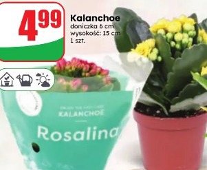 Kalanchoe