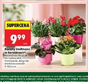 Kwiaty kwitnące w torebkach