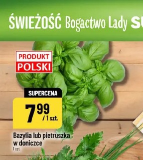 Bazylia lub pietruszka w doniczce