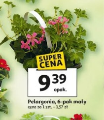 Pelargonia, 6-pak mały