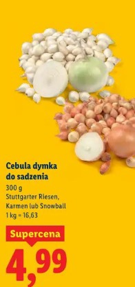 Cebula dymka do sadzenia