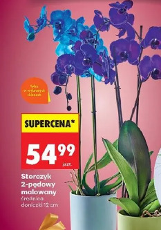 Storczyk 2-pędowy malowany