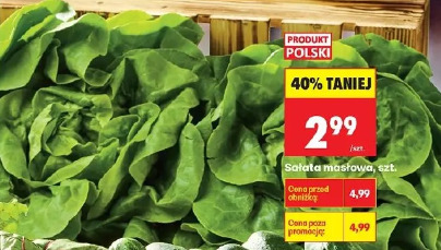 Sałata masłowa