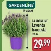 Gardenline Lawenda francuska