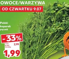 Polski koperek pęczek