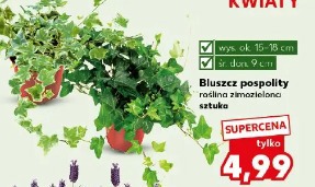 Bluszcz pospolity roślina zimozielona