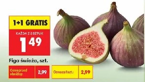 Figa świeża