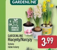 Gardenline Hiacynt/Narcyz