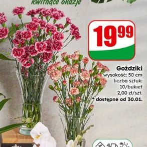 Goździki