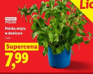 Polska mięta w doniczce