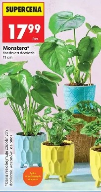 Monstera