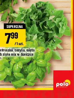 Pietruszka, bazylia, mięta lub zioła mix w doniczce