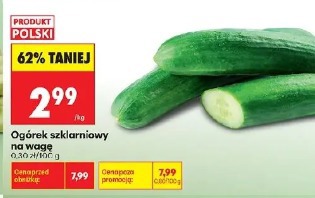 Ogórek szklarniowy