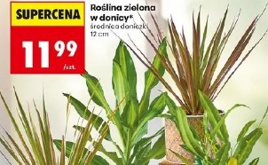 Roślina zielona w donicy