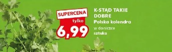 K-Stąd Takie Dobre Polska kolendra w doniczce