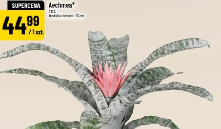Aechmea