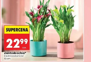 Zantedeschia