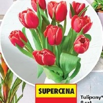 Tulipany 9 szt.