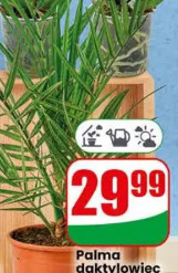 Palma daktylowiec