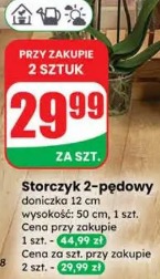 Storczyk 2-pędowy