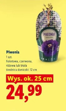 Piwonia